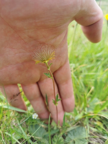 Geum montanum (Geum montanum)