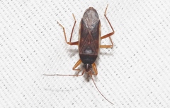 Balboa ampliata