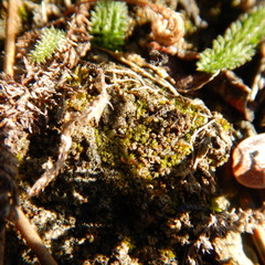 Pterygoneurum ovatum