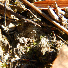 Pterygoneurum ovatum