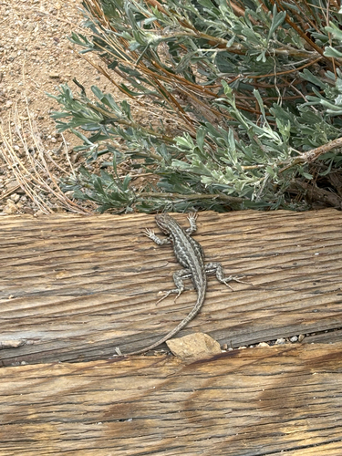 iNaturalist observation photo of Common Sagebrush Lizard