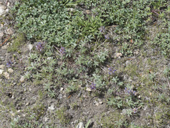 Lupinus lepidus lobbii