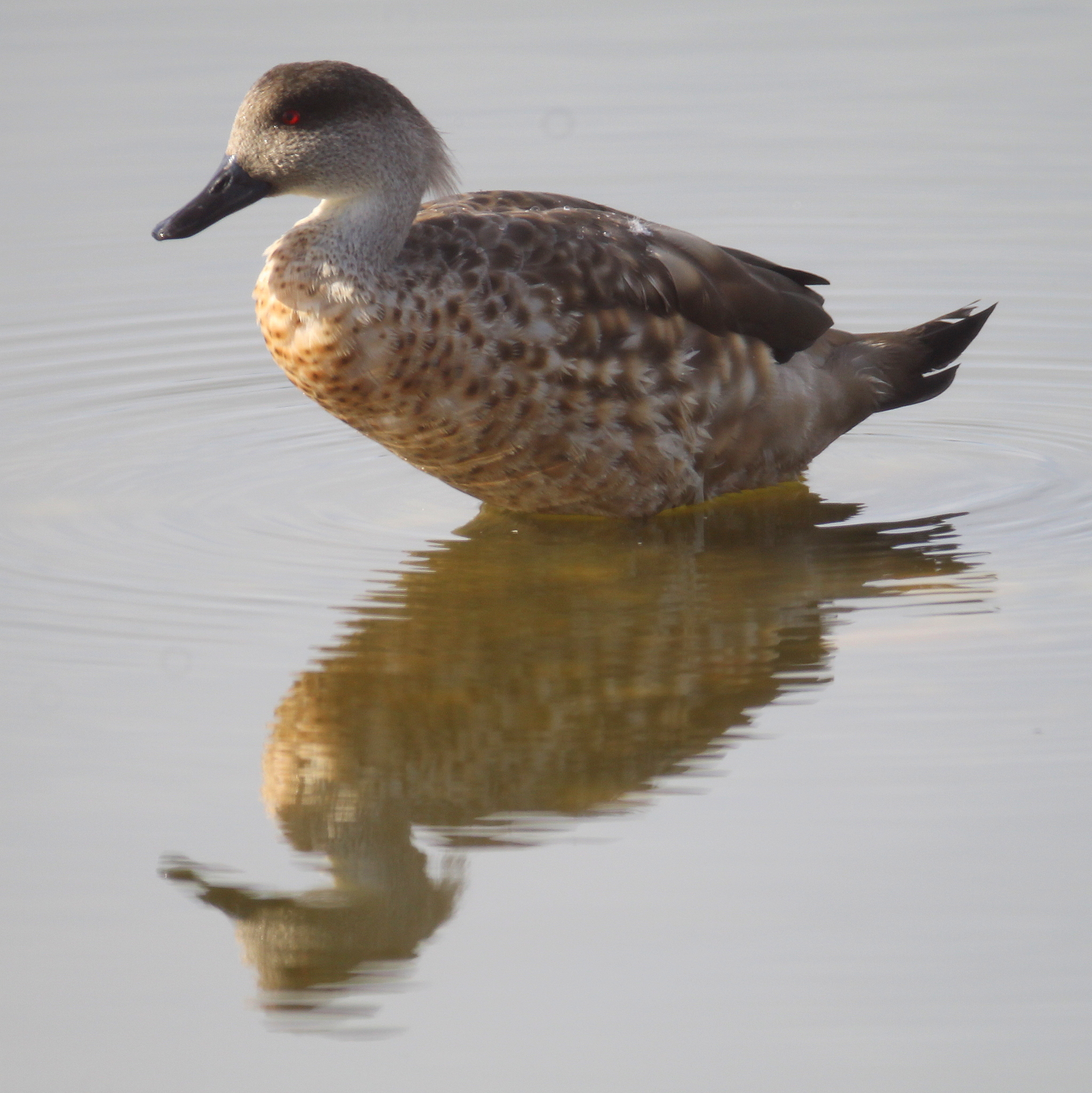 Crested Duck illustration