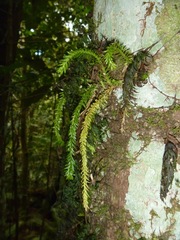 Phlegmariurus balansae