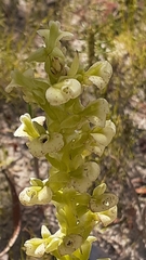 Pterygodium volucris