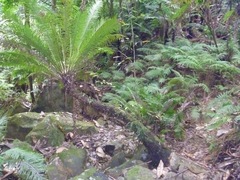 Blechnum gibbum
