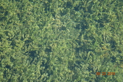 Elodea canadensis