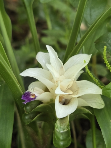 Curcuma parviflora