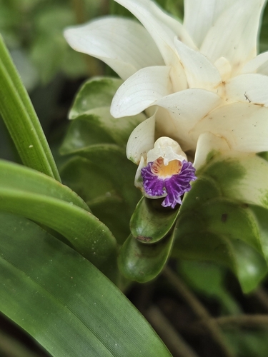 Curcuma parviflora, photograph 1
