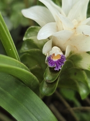 Curcuma parviflora, photograph (c) jimmy, some rights reserved (CC BY)