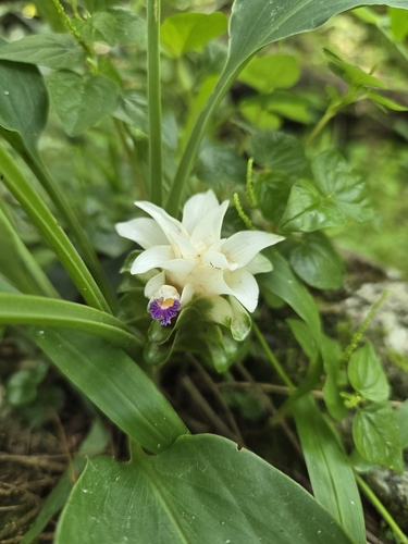 Curcuma parviflora, photograph 2