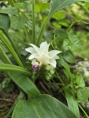 Curcuma parviflora, photograph (c) jimmy, some rights reserved (CC BY)