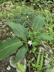 Curcuma parviflora, photograph (c) jimmy, some rights reserved (CC BY)