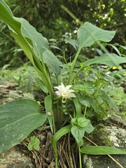Curcuma parviflora, photograph (c) jimmy, some rights reserved (CC BY)