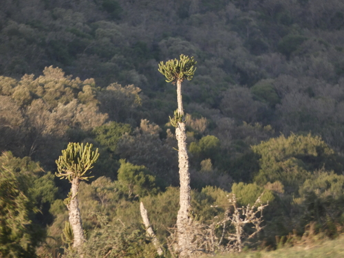 Euphorbia tetragona, photograph 5
