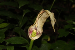 Arum besserianum, photograph author not stated, no rights reserved