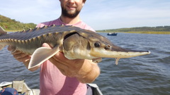 Atlantic Sturgeon photo 1