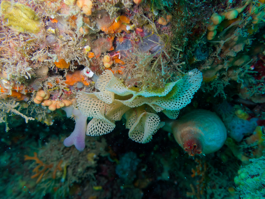Photo of Neptune's lace bryozoan (Reteporella grimaldii)