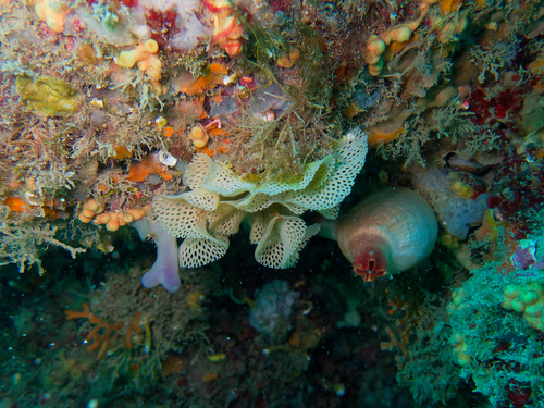 Photo of Neptune's lace bryozoan (Reteporella grimaldii)