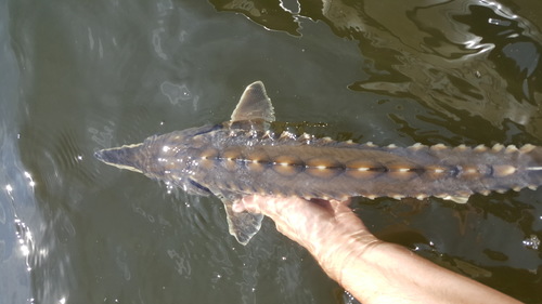 Atlantic Sturgeon