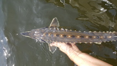 Atlantic Sturgeon photo 3