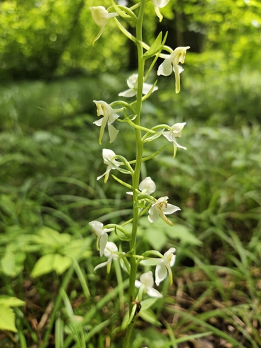 Greater butterfly-orchid