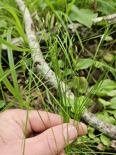 Slender Path Rush
