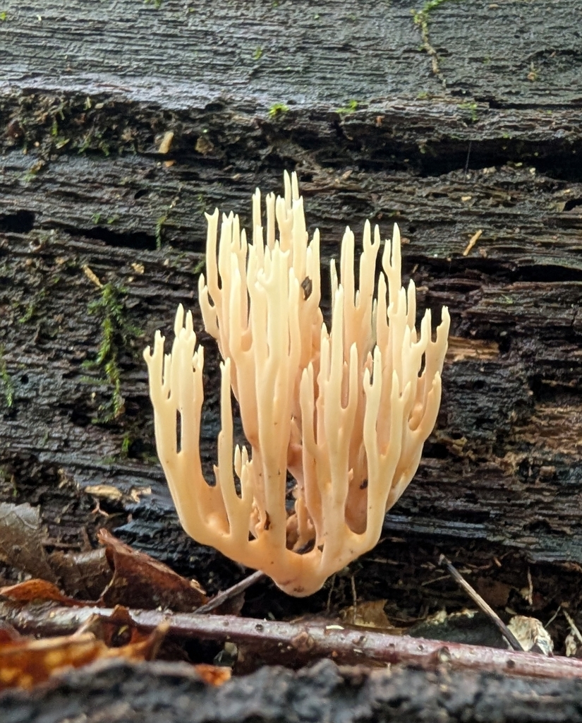Ramaria sp. 'stricta-IN02'