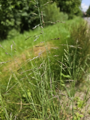 european alkali grass