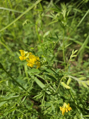 meadow pea