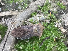 Anasa repetita