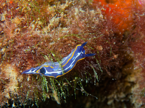 Photo of Fontandrau's doris (Felimare fontandraui)