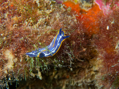 Photo of Fontandrau's doris (Felimare fontandraui)