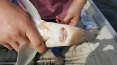 Acipenser brevirostrum