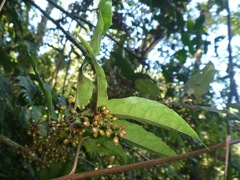 Amborella (Amborella)
