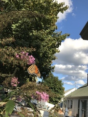 Danaus plexippus