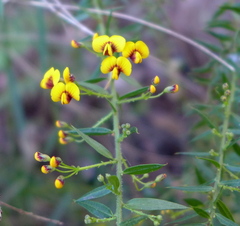 Daviesia umbellulata