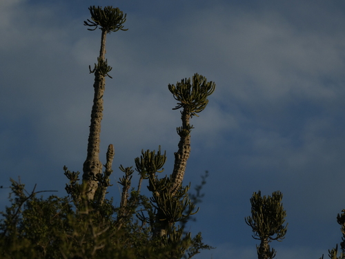 Euphorbia tetragona, photograph 4