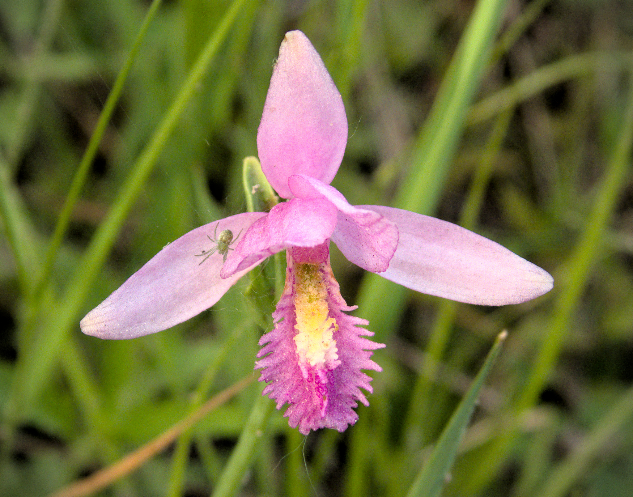 Pogonia ophioglossoides