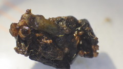 Glossosomatidae