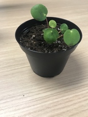 Pilea peperomioides