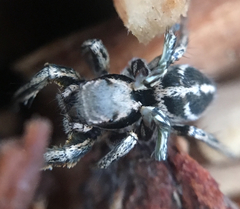 Habronattus klauseri
