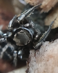 Habronattus klauseri