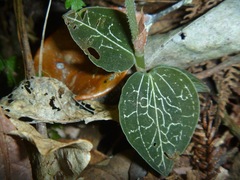 Anoectochilus subregularis