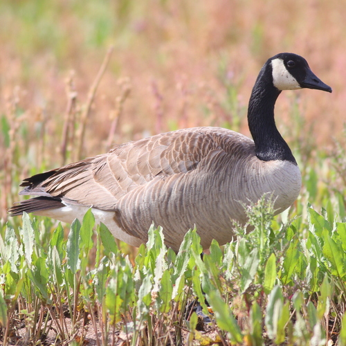 Canada Goose photographed in Arizona