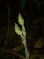 Anoectochilus subregularis