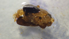 Glossosomatidae