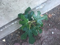 Ficus carica