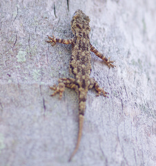 Hemidactylus mercatorius
