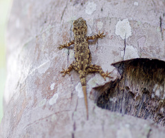 Hemidactylus mercatorius